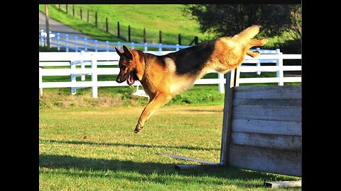 BELGIAN+GERMAN SHEPHERD DOGS BEST IN THE WORLD🤙