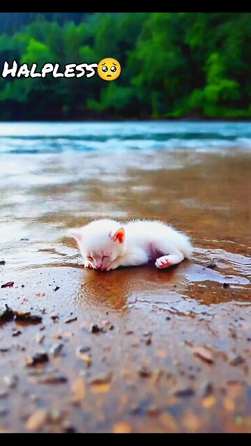 Halpless Baby Kitten At bank of River 🥺 #Kitten #Kitty #ViralVideos #Meow #Mieow #Cats #Pets # RE