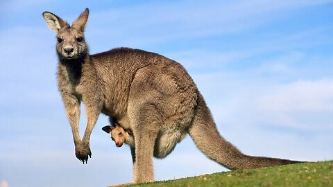 Kangaroo Secrets Hopping Wonders of Aus