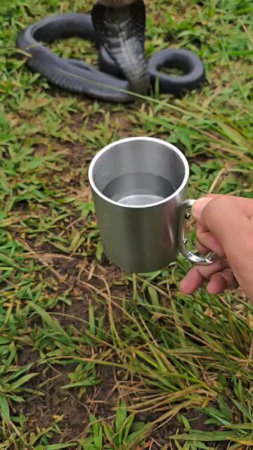 #shorts#trending#wildlife#funny#eagle#wildlife#Kingcobra#danger#snake#very#viral#reels#viral#hunting