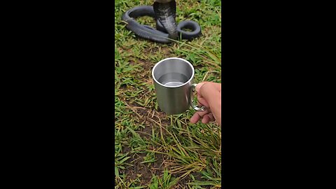 #shorts#trending#wildlife#funny#eagle#wildlife#Kingcobra#danger#snake#very#viral#reels#viral#hunting