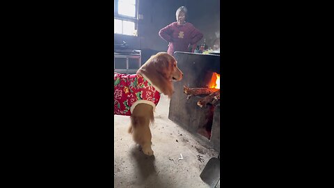 Dog help grandma cooked..