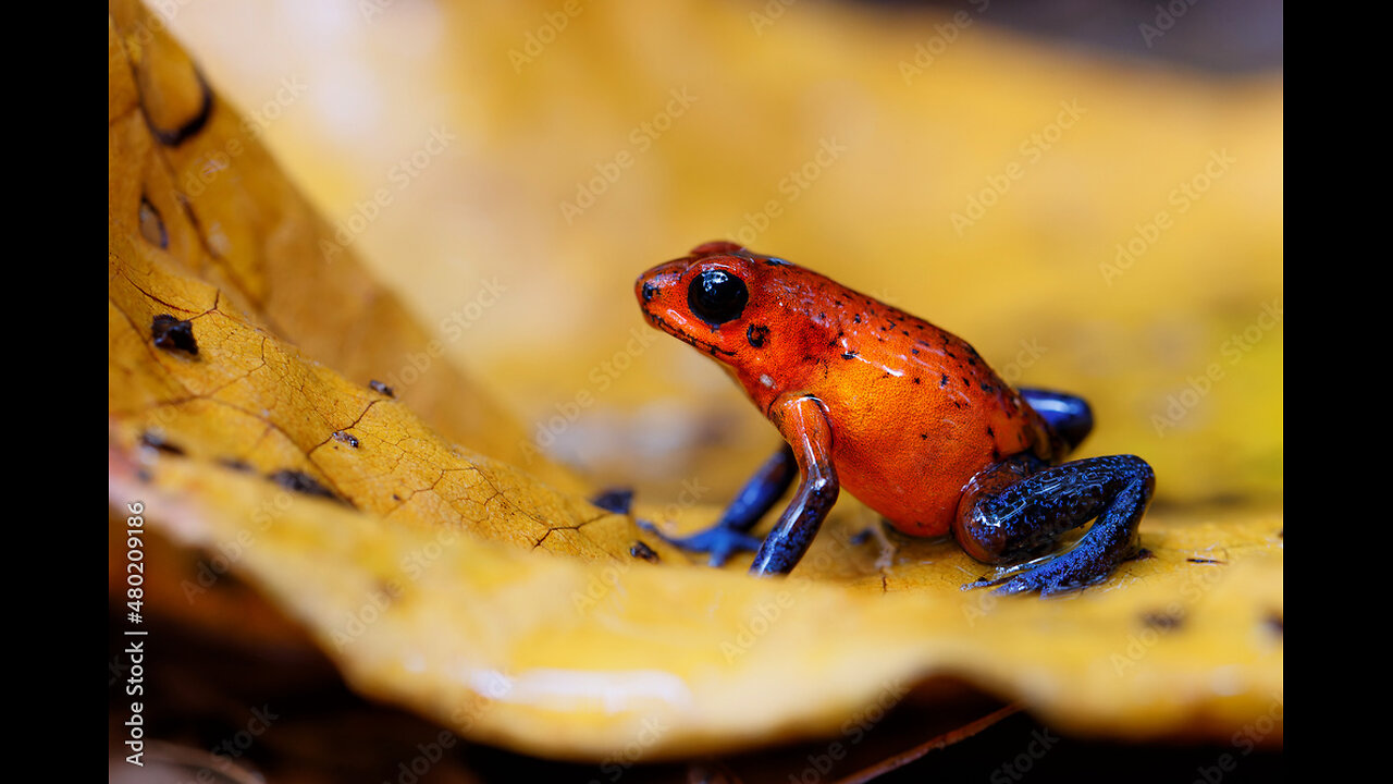 ¡HERMOSA pero VENENOSA! TODO sobre la RANA DARDO Strawberry Blue Jeans