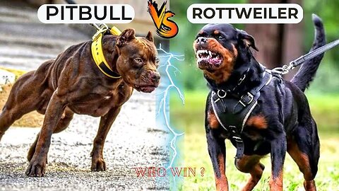 Pitbull vs Rottweiler / Deatiled Comparesion iin 2 mintues / The Hunter's Haven