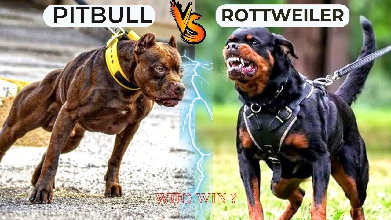 Pitbull vs Rottweiler / Deatiled Comparesion iin 2 mintues / The Hunter's Haven