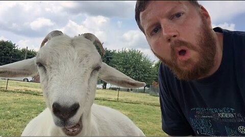 Funniest Goats _ 30 Minutes 🤪(