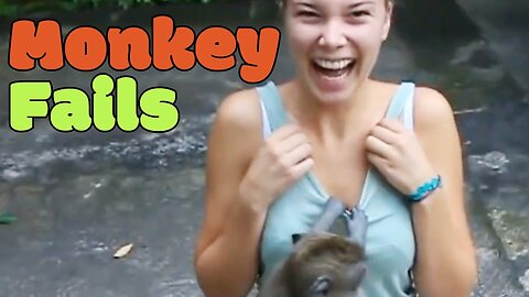 Funny Monkey Fails | Wild Monkeys! 🙈 Funny videos