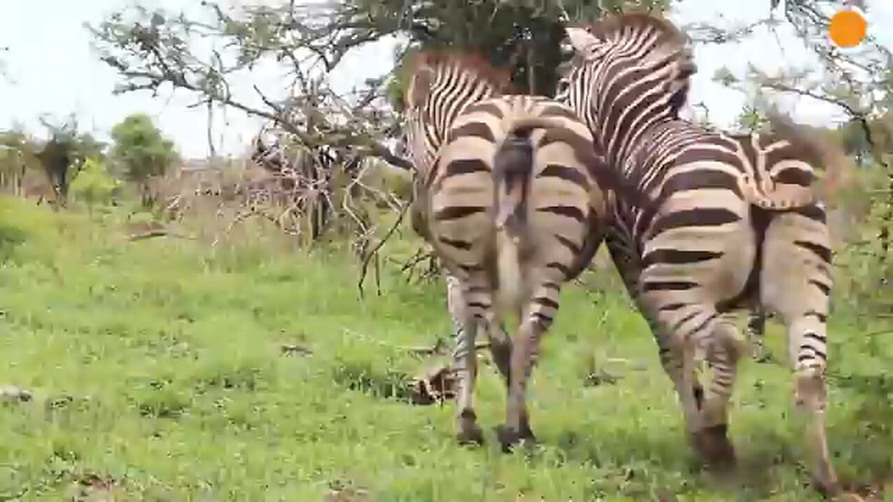 Zebra Stallion Crushes Foal Mid-Birth While Mom Fights Back