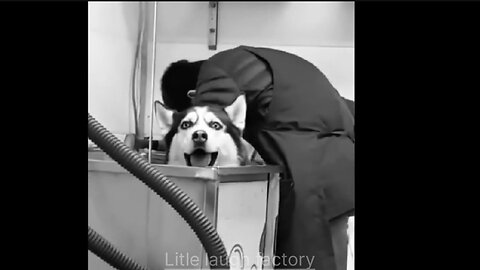 Try not to laugh :funny cats and dogs Best funny animal video must watch