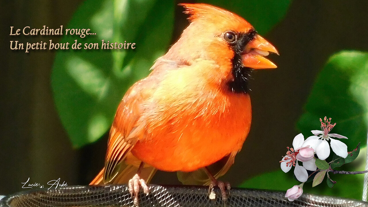 Le Cardinal rouge... Un petit bout de son histoire / The Northern Cardinal