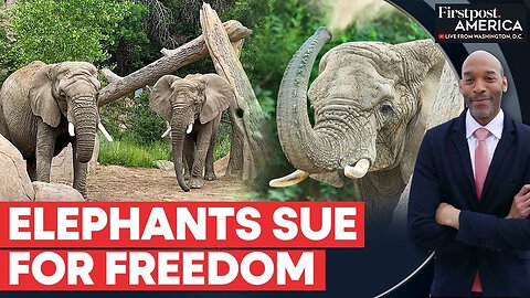 US: Colorado Court Says Elephants Can’t Seek Freedom, Here’s Why | Firstpost America | N18G