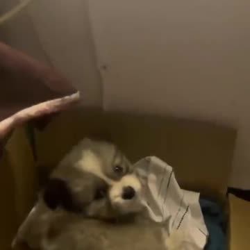 Puppy Going Back to Sleep After Midnight Bathroom Break