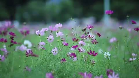 Blossoming Serenity | 4K Ultra HD Floral Beauty 🌸✨