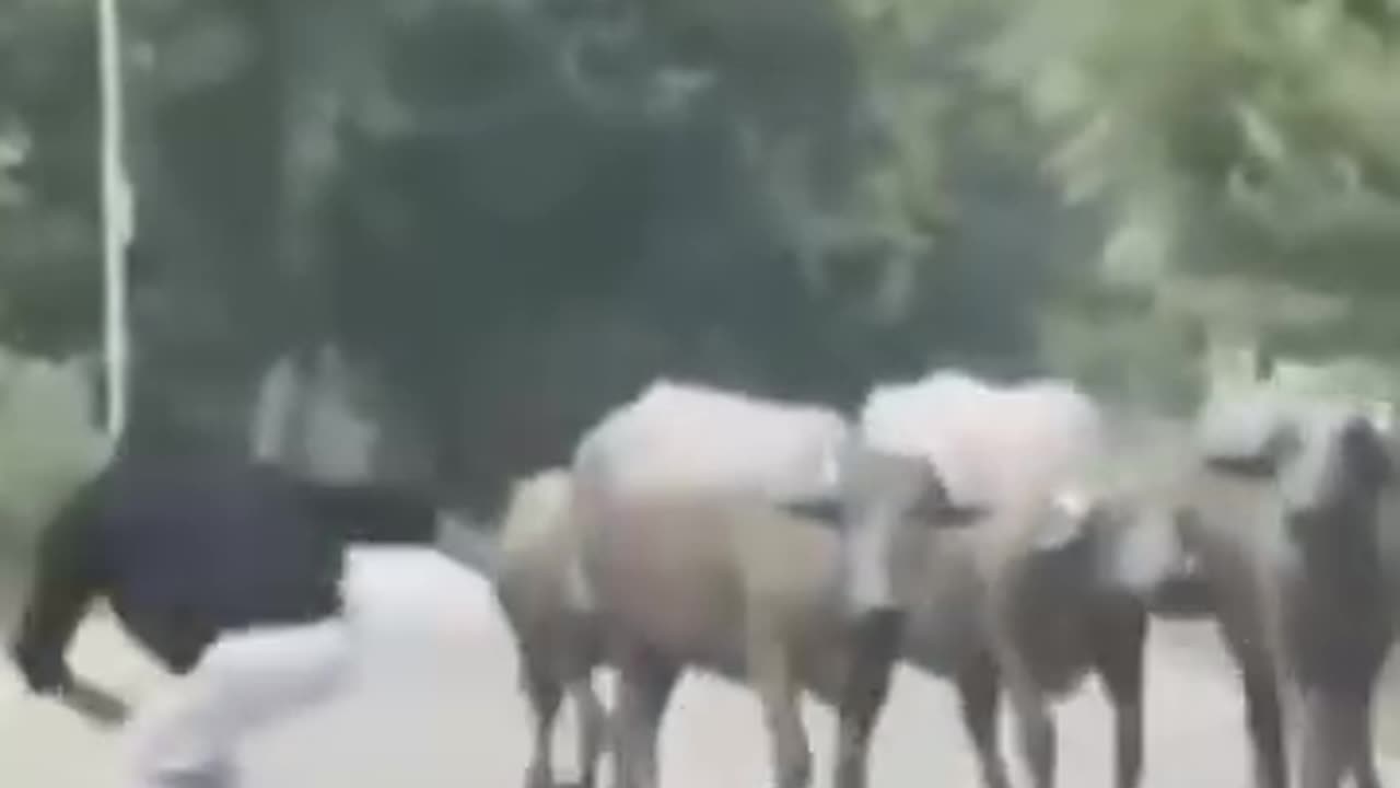EPS 04 MEME FUNNY