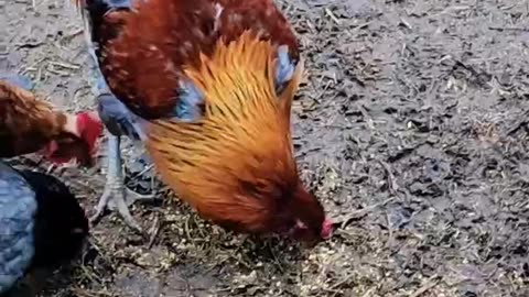 Gorgeous rooster Percival. Chicken chronicles.
