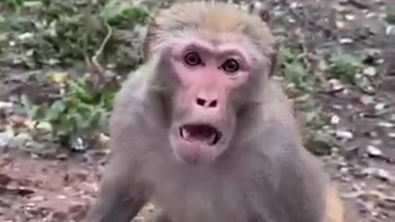 The angry monkey