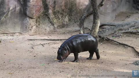 Moo Deng still attracts attention from visitors…and activists