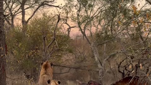 Lion Lion The King #wildlife #lione #animalshorts #africanwildlife