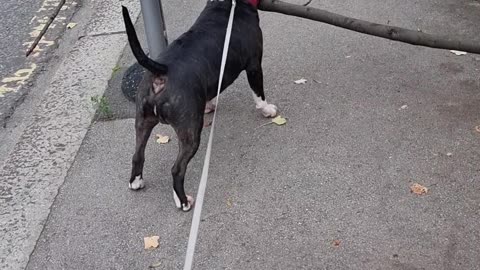 Bull Terrier Carries Massive Branch Down Street