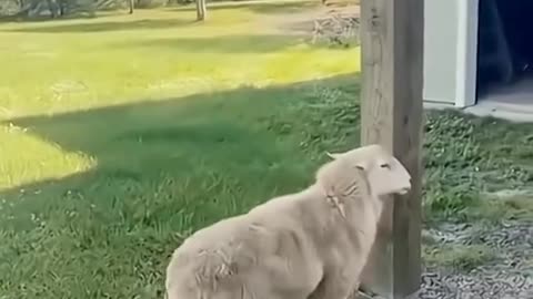 "🤣 Crazy Fails & Funny Moments – Viral Edition!"