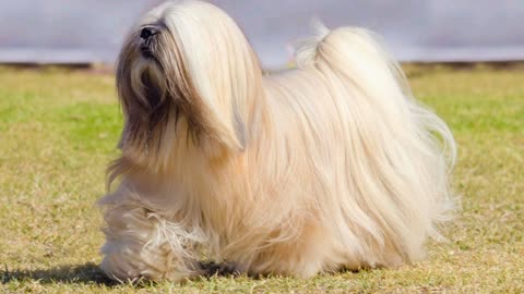 Top 5 Most Expensive Small Dog Breeds in the World 2025