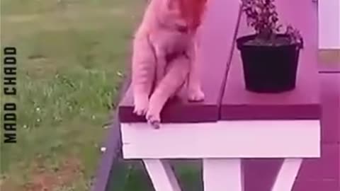 Animal funny videos🤣🤣😂