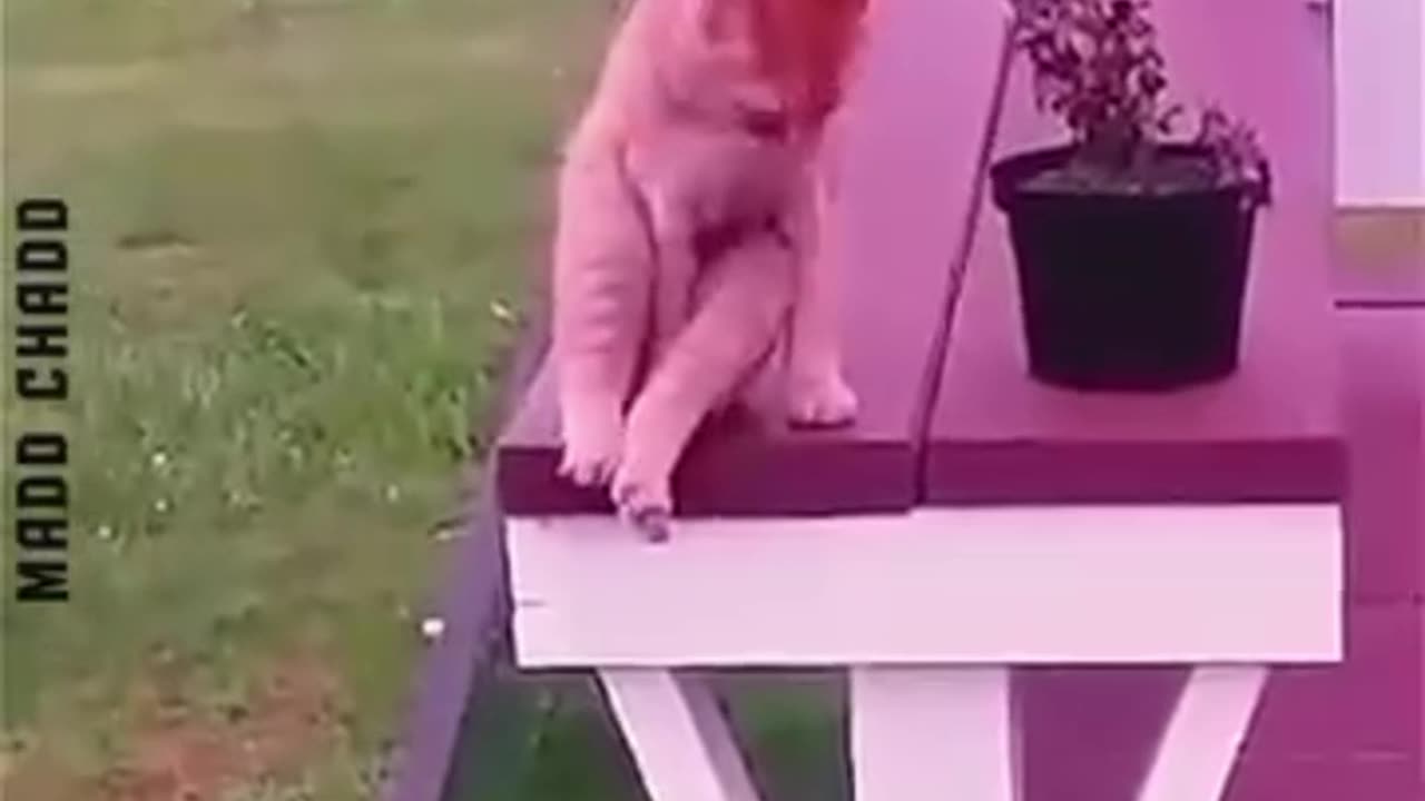 Animal funny videos🤣🤣😂