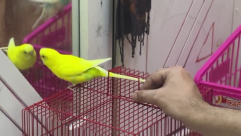 Budgie playing with hand and mirror _ Pleasing budgie chirping _ Wholesome