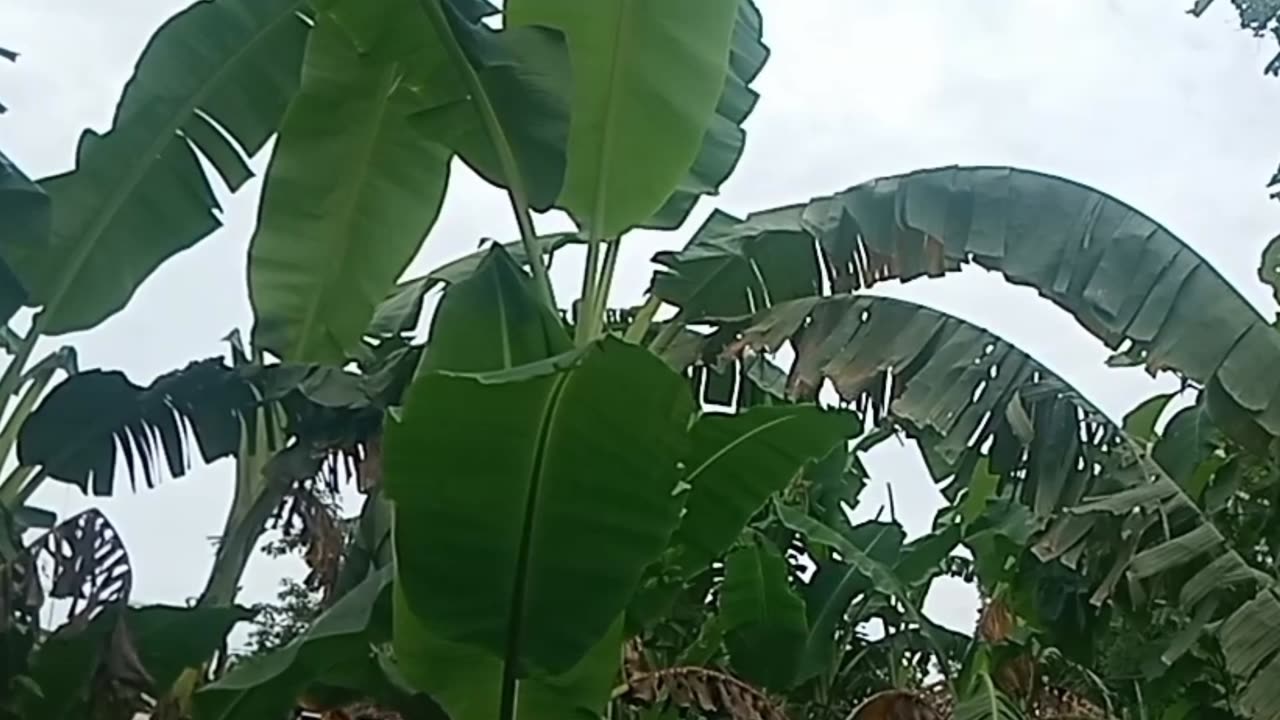 Lush banana trees with fresh green leaves in nature