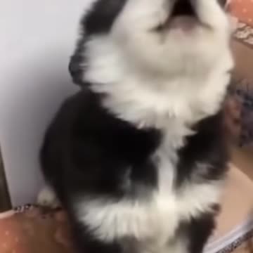 Cute husky Baby howling cute