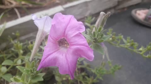 Petunia on the path