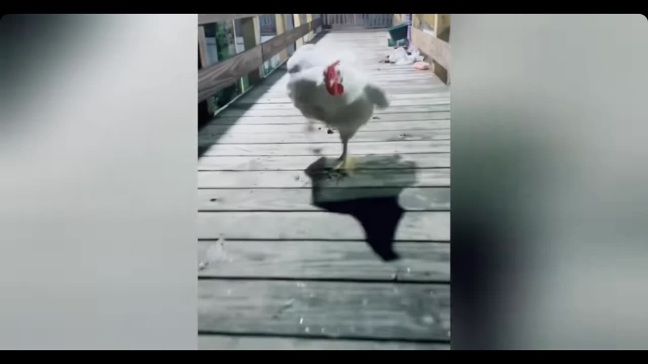 Funny Farm Animals 🐄 🐖 🐑 🐓 🦃 🐎