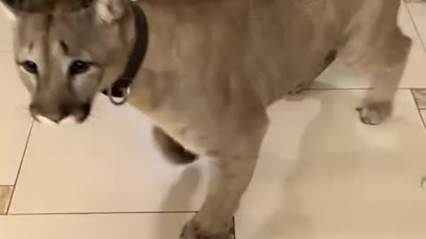 Making a grand entrance 🤣