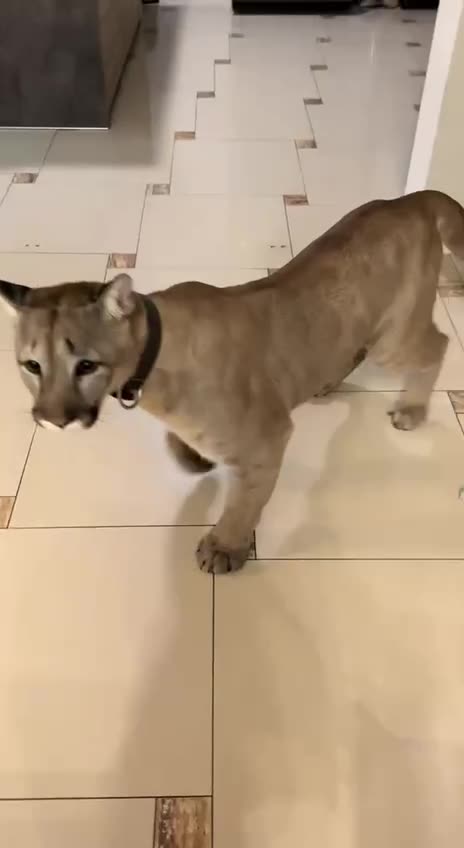 Making a grand entrance 🤣