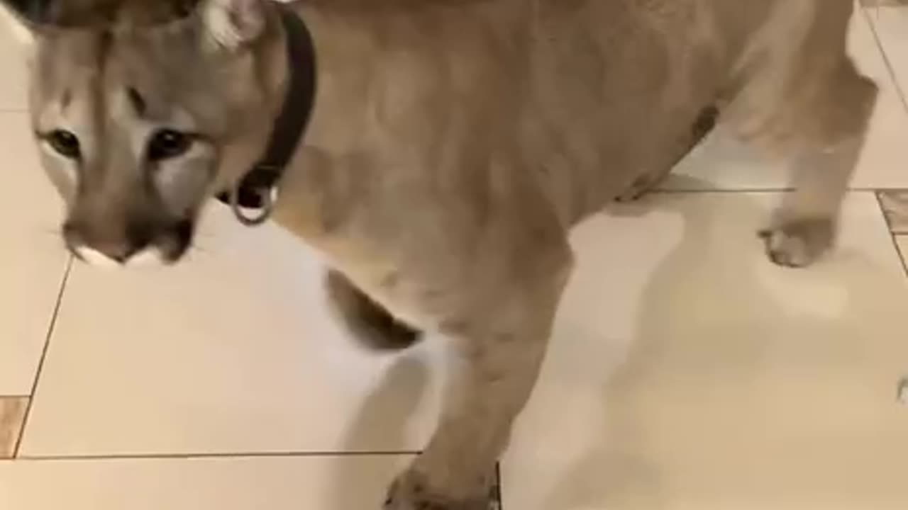 Making a grand entrance 🤣