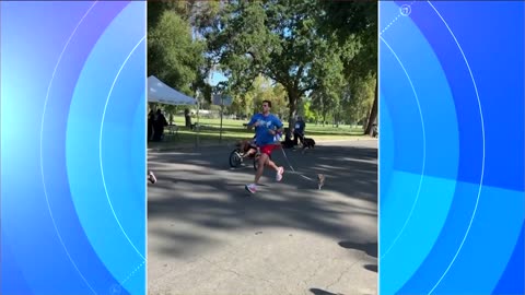 7-year-old Chihuahua runs marathons with owner