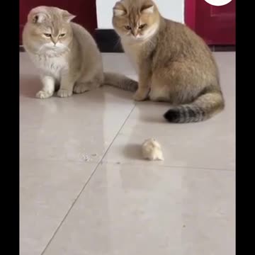 Funny Cat Video🕵