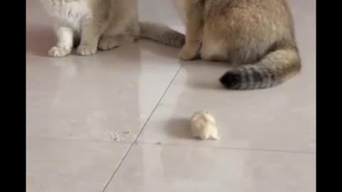 Funny Cat Video🕵