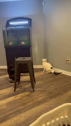 Best Funny Animals of Cats and Dogs New Videos p.13