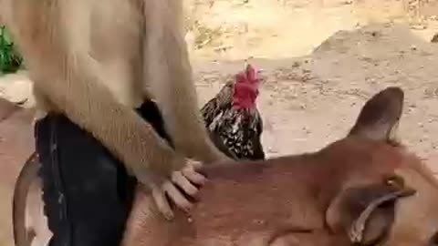 Lovely Animals Are Famous