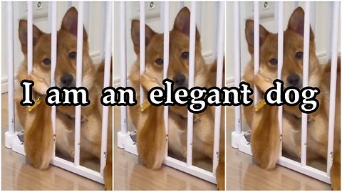 I am an elegant dog