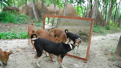 mirror with dog #Shorts #trending#viral#funnyanimal#cute#funnyvideos#toucan#monkey#viralvideo#funny