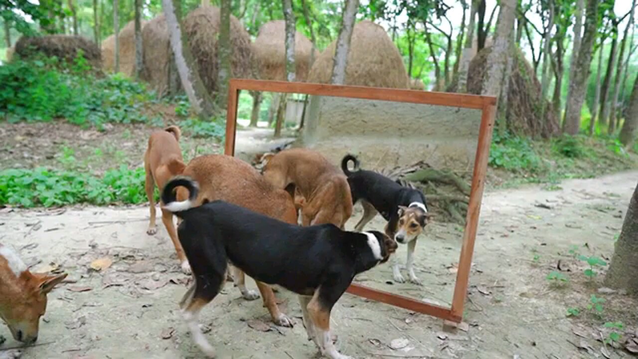 mirror with dog #Shorts #trending#viral#funnyanimal#cute#funnyvideos#toucan#monkey#viralvideo#funny