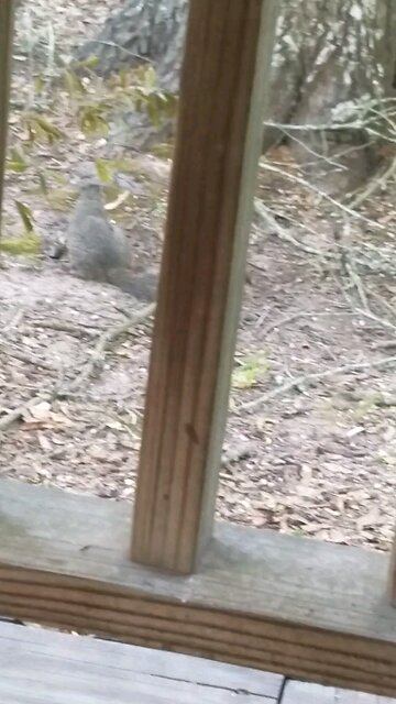 Animal Kingdom - Single Squirrel Needs a Back Scratching!