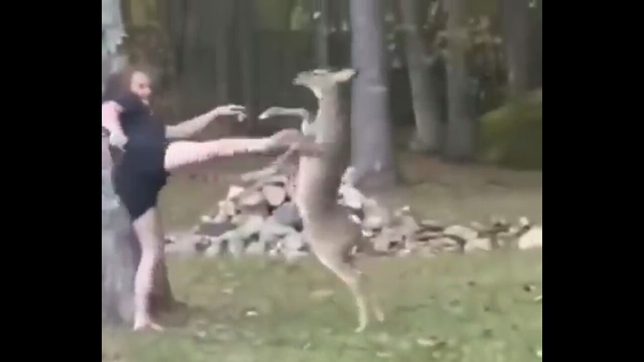 That is not a kangaroo
