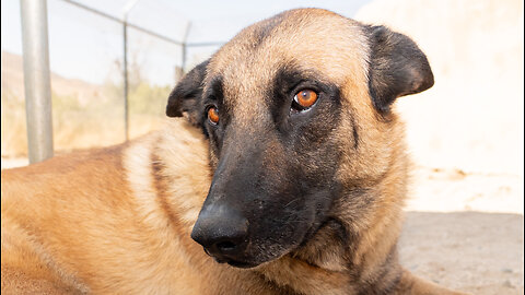 Watch this Belgian Malinois when he realizes he's safe and loved now!