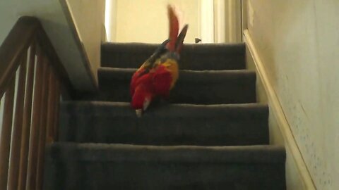 HUNGRY BIRD RUNS HEAD FIRST DOWN STAIRS TO GET CEREAL 🦜 🏃‍♂️ 🥣