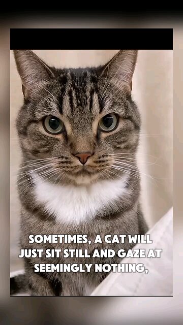 Thinking Cats Reactions