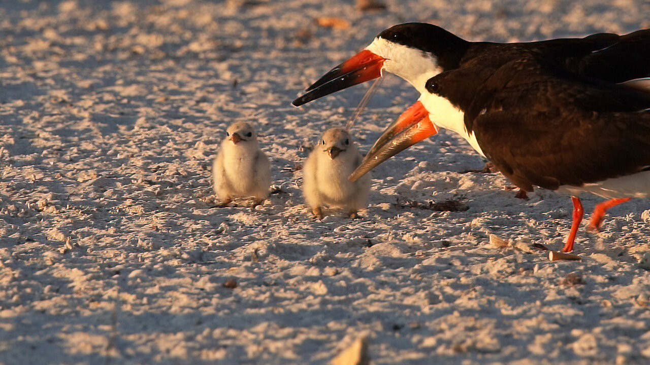 Black Skimmer Hatching Day 10 Part 5: Adorable Chicks Growing Up!