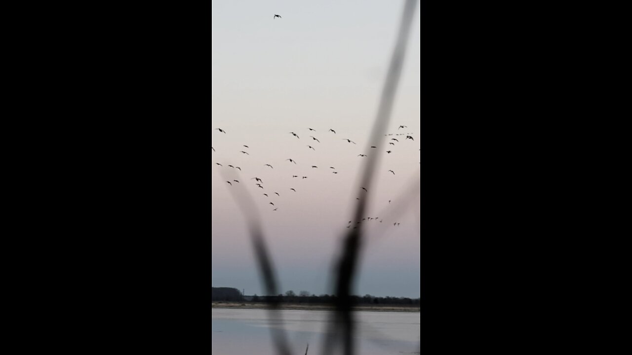 Arkansas Ducks Drop